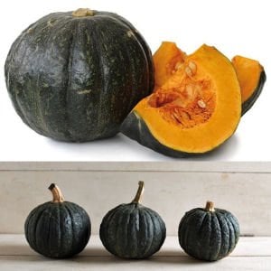 Tetsukabuto kabocha kestane balkabağı tohumu Kışlık