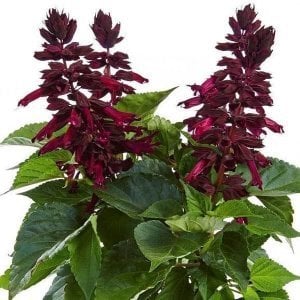 Dev mor çiçekli salvia gigantimo fidesi purple