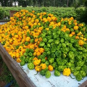 Sarı jamaika acı biber tohumu yellow scotch bonnet jamaican