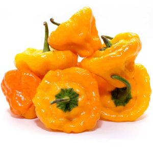 Sarı jamaika acı biber tohumu yellow scotch bonnet jamaican