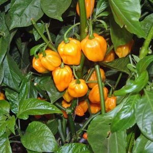 Sarı jamaika acı biber tohumu yellow scotch bonnet jamaican