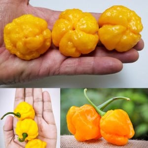 Sarı jamaika acı biber tohumu yellow scotch bonnet jamaican