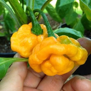 Sarı jamaika acı biber tohumu yellow scotch bonnet jamaican