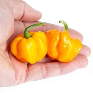 Sarı jamaika acı biber tohumu yellow scotch bonnet jamaican