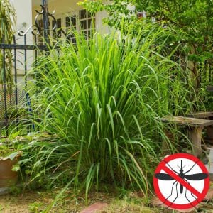 Limonotu Lemon Grass saksıda yetişmiş bitki Cymbopogon citratus