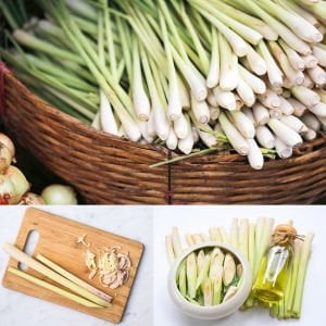 Limonotu Lemon Grass saksıda yetişmiş bitki Cymbopogon citratus