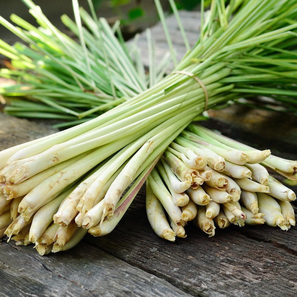 Limonotu Lemon Grass saksıda yetişmiş bitki Cymbopogon citratus