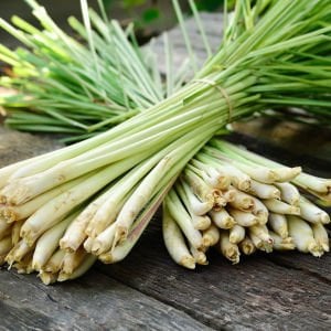 Limonotu Lemon Grass saksıda yetişmiş bitki Cymbopogon citratus