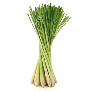 Limonotu Lemon Grass saksıda yetişmiş bitki Cymbopogon citratus