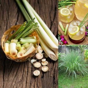 Limonotu Lemon Grass saksıda yetişmiş bitki Cymbopogon citratus