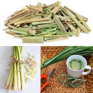Limonotu Lemon Grass saksıda yetişmiş bitki Cymbopogon citratus