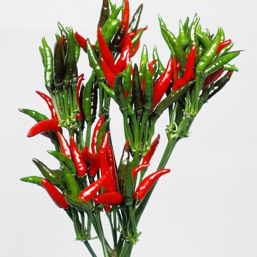 Yatzy Yatsufusa acı biber tohumu capsicum annuum