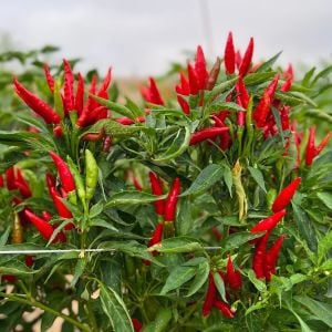 Yatzy Yatsufusa acı biber tohumu capsicum annuum