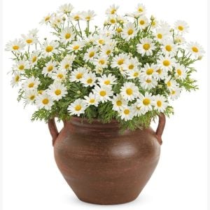 Beyaz çeşme papatyası argyranthemum limero white