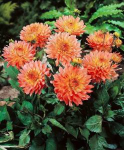 Yıldız çiçeği fidesi dalya dahlia lubega XL orange