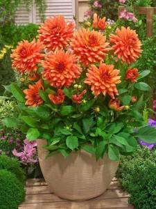 Yıldız çiçeği fidesi dalya dahlia lubega XL orange