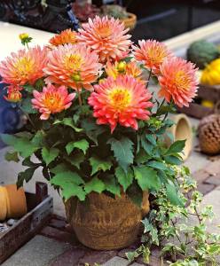 Yıldız çiçeği fidesi dalya dahlia lubega XL orange