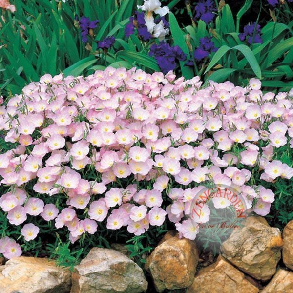 Pembe ezan çiçeği fidesi oenothera speiosa evening primrose
