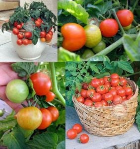 Baxter saksı domates tohumu erkenci baxter early bush tomato seeds