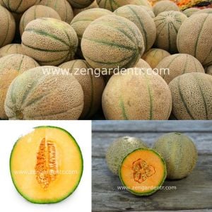 Şekerküpü kavun tohumu geleneksel honey rock melon seeds