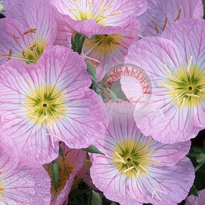 Pembe ezan çiçeği fidesi oenothera speiosa evening primrose