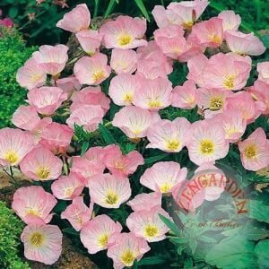 Pembe ezan çiçeği fidesi oenothera speiosa evening primrose