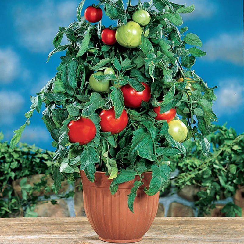 Baxter saksı domates tohumu erkenci baxter early bush tomato seeds