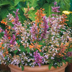 Tango zufa çiçeği fidesi agastache aurantiaca hybr