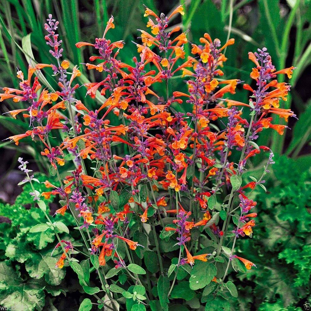 Tango zufa çiçeği fidesi agastache aurantiaca hybr