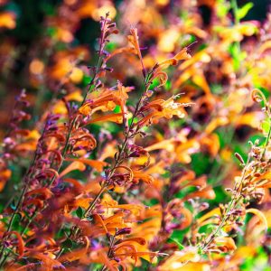 Tango zufa çiçeği fidesi agastache aurantiaca hybr