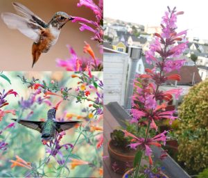 Tango zufa çiçeği fidesi agastache aurantiaca hybr