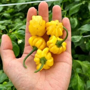 Sarı Brezilya Starfish acı biber tohumu capsicum