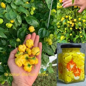 Sarı Brezilya Starfish acı biber tohumu capsicum