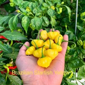 Sarı Brezilya Starfish acı biber tohumu capsicum