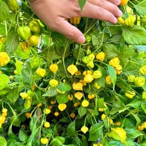Sarı Brezilya Starfish acı biber tohumu capsicum