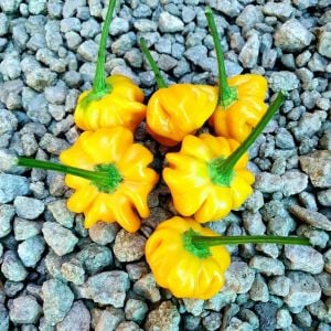 Sarı Brezilya Starfish acı biber tohumu capsicum