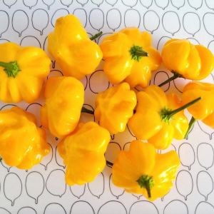 Sarı Brezilya Starfish acı biber tohumu capsicum