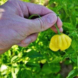 Sarı Brezilya Starfish acı biber tohumu capsicum