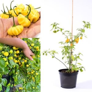 Sarı Brezilya Starfish acı biber tohumu capsicum