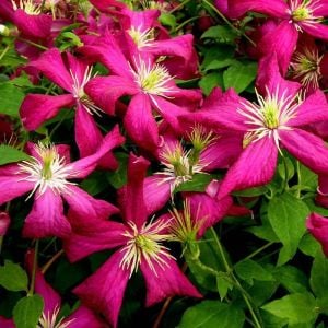 Kırmızı clematis Madame Julia Correvon fidanı ithal