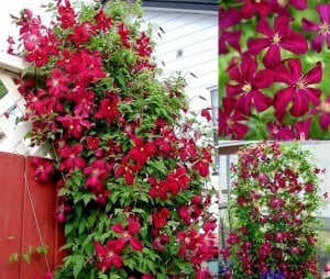 Kırmızı clematis Madame Julia Correvon fidanı ithal