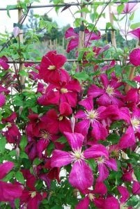 Kırmızı clematis Madame Julia Correvon fidanı ithal