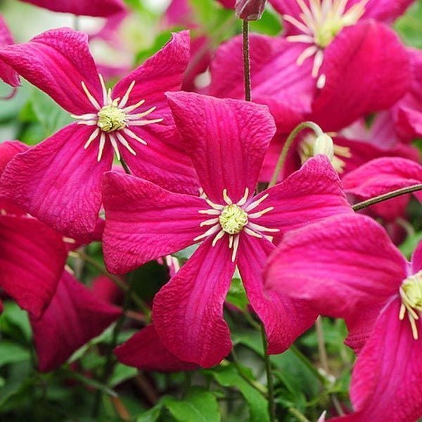 Kırmızı clematis Madame Julia Correvon fidanı ithal