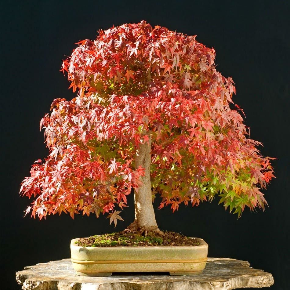 Acer saccharinum şeker akçaağaç tohumu gümüşi akçaağaç