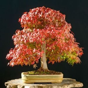 Acer saccharinum şeker akçaağaç tohumu gümüşi akçaağaç