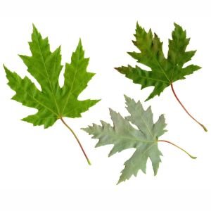 Acer saccharinum şeker akçaağaç tohumu gümüşi akçaağaç