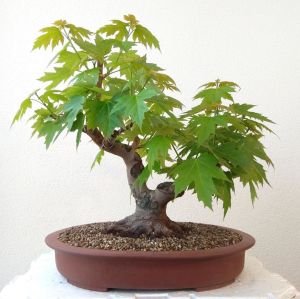 Acer saccharinum şeker akçaağaç tohumu gümüşi akçaağaç