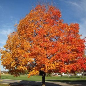 Acer saccharinum şeker akçaağaç tohumu gümüşi akçaağaç