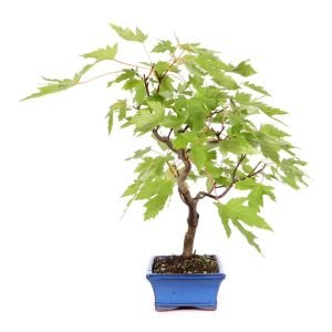 Acer saccharinum şeker akçaağaç tohumu gümüşi akçaağaç