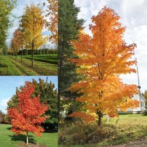 Acer saccharinum şeker akçaağaç tohumu gümüşi akçaağaç
